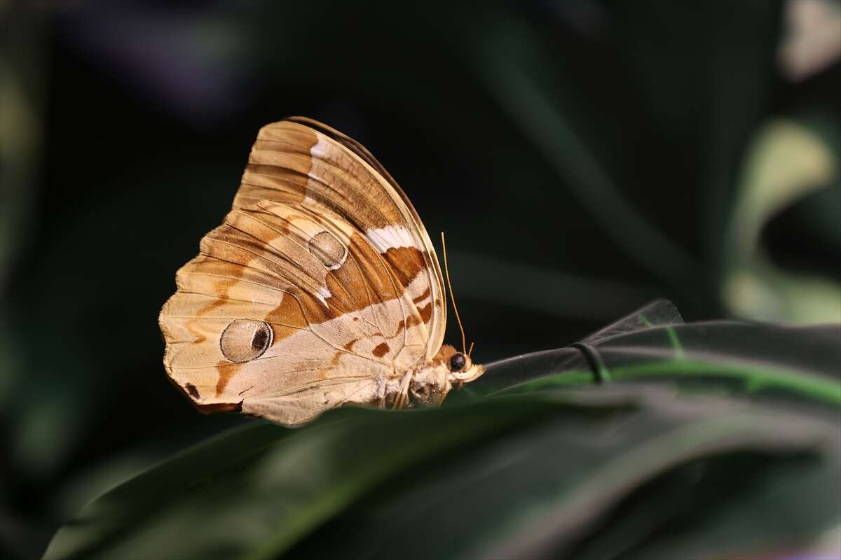 Şebi Arus için gelenler Konya’nın ünlü mekanında huzur bulacak 2